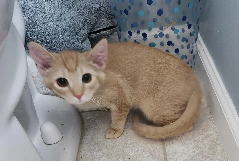 A baby medium-sized female Buff / Tan / Fawn Abyssinian cat named 'velma' for adoption in North East, MD