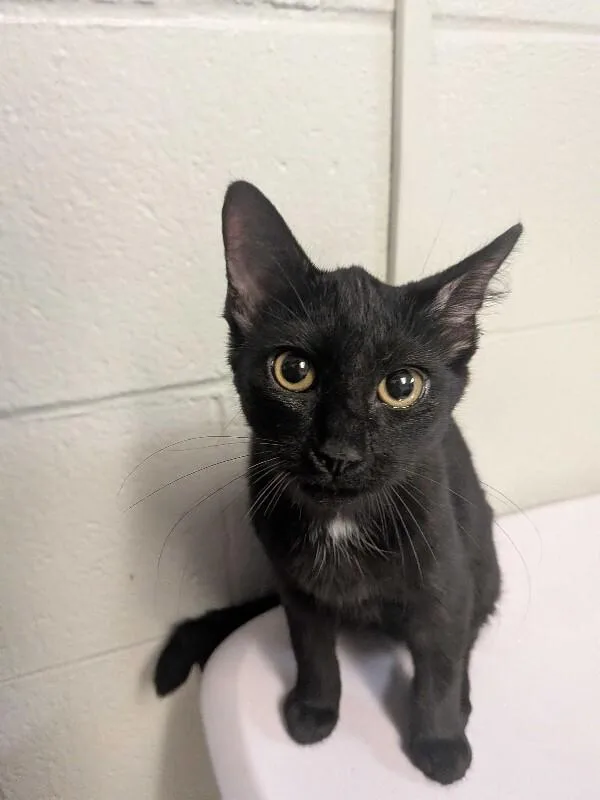 A young medium-sized female Black Domestic Short Hair cat named Clipboard for adoption in Cincinnati, OH