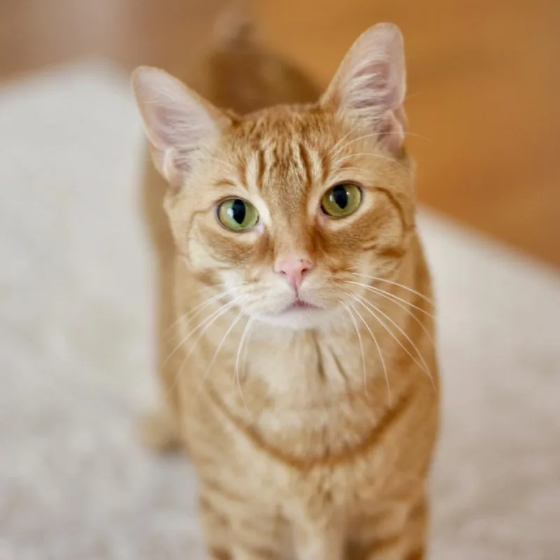 An adult extra large-sized male Orange / Red Domestic Short Hair cat named Fletcher for adoption in Westhampton, NY