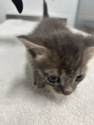 A baby small-sized male Domestic Short Hair cat named Po for adoption in Daphne, AL