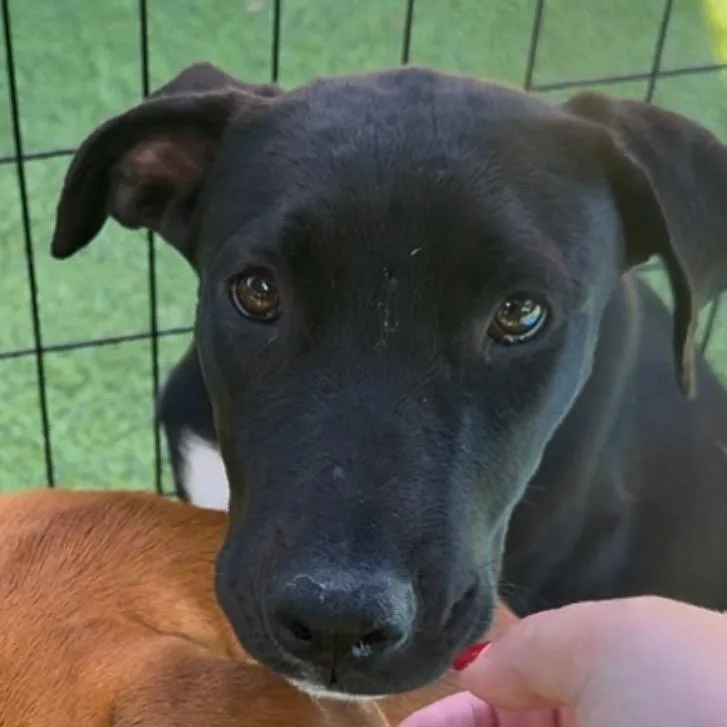A young medium-sized female Brown / Chocolate Black Labrador Retriever dog named Everglades for adoption in Tampa, FL