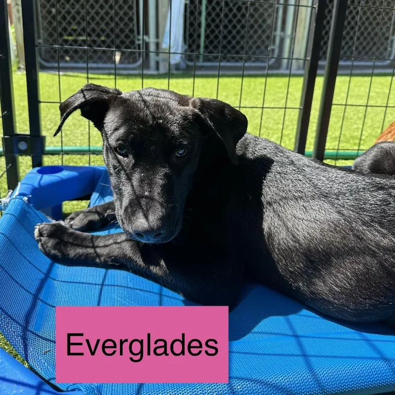 Everglades thumbnail 4