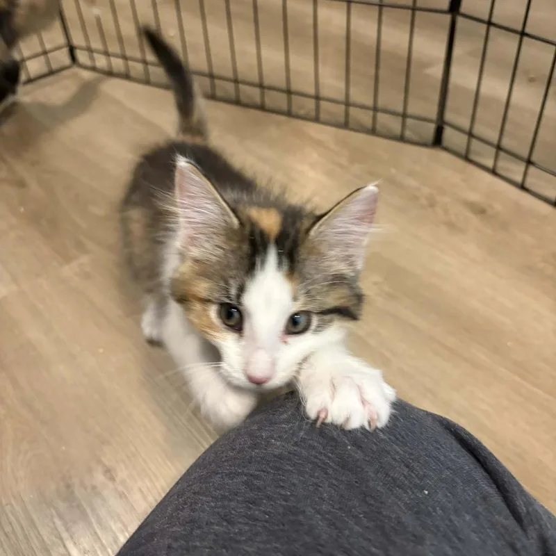 A baby small-sized female Brown / Chocolate Domestic Long Hair cat named Sweet Pea for adoption in West Olive, MI
