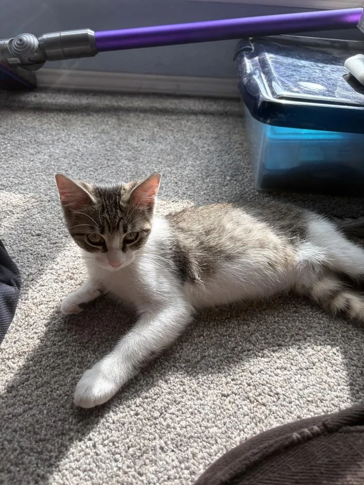 A baby small-sized female Domestic Short Hair cat named Junie Bug Turco for adoption in Dallas, TX