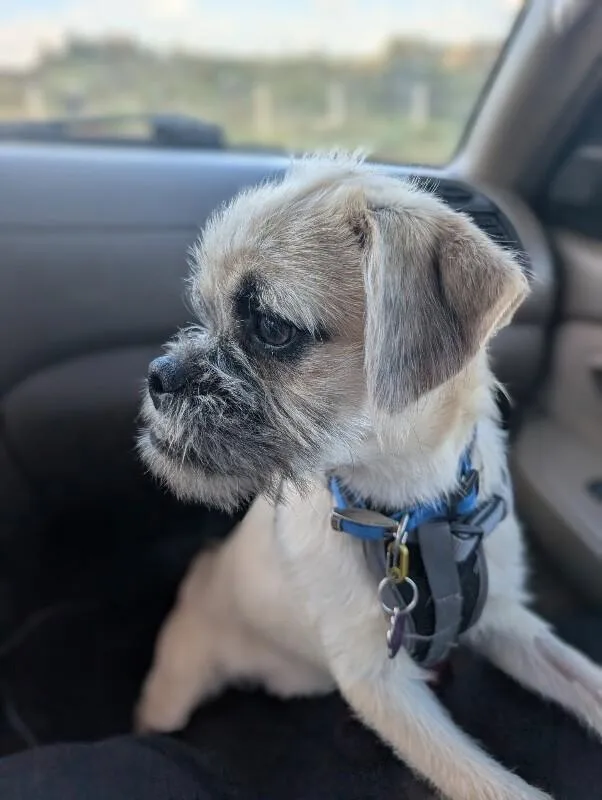 A baby small-sized male Mixed Breed dog named Bandit for adoption in Anthem, AZ