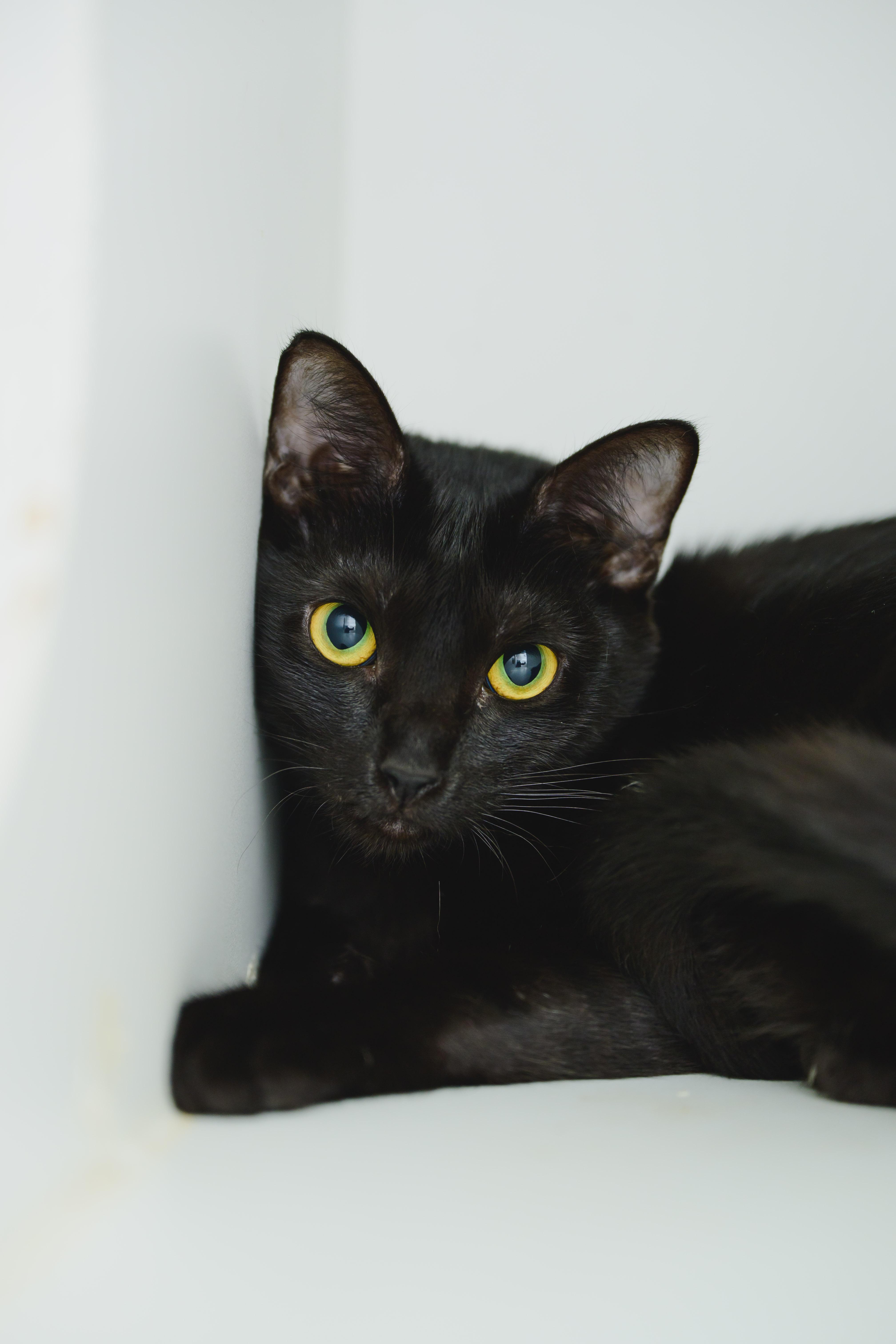 A young large-sized female Domestic Short Hair cat named Solstice for adoption in Honolulu, HI