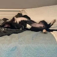 A baby medium-sized female Border Collie dog named Figaro for adoption in Hughesville, MD
