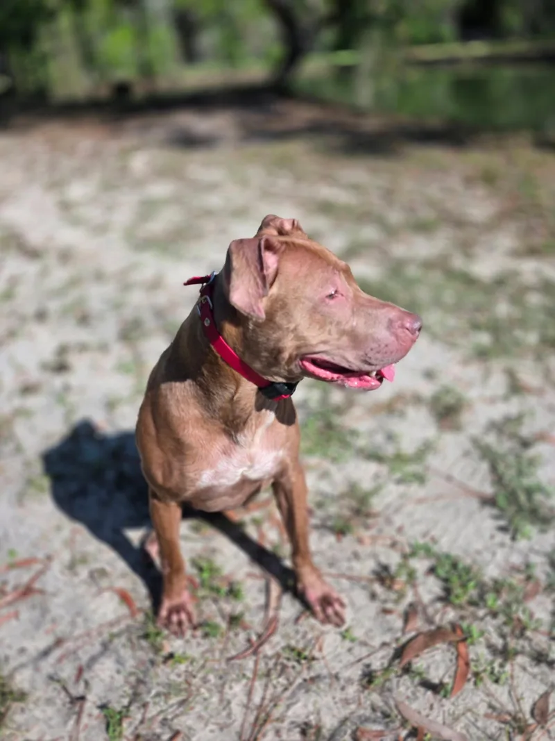 A young medium-sized female Pit Bull Terrier dog named Mimi for adoption in Louisville, KY