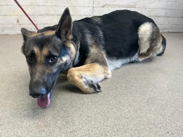 A young large-sized female German Shepherd Dog dog named Faye for adoption in San Bernardino, CA