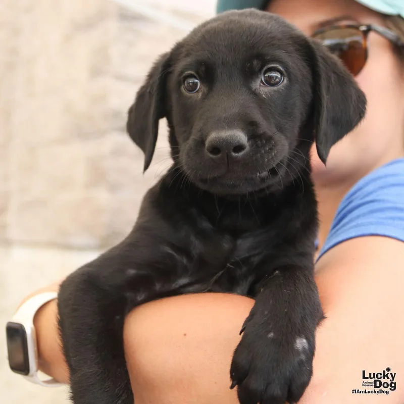 A baby large-sized male Labrador Retriever dog named Oak for adoption in Washington, DC