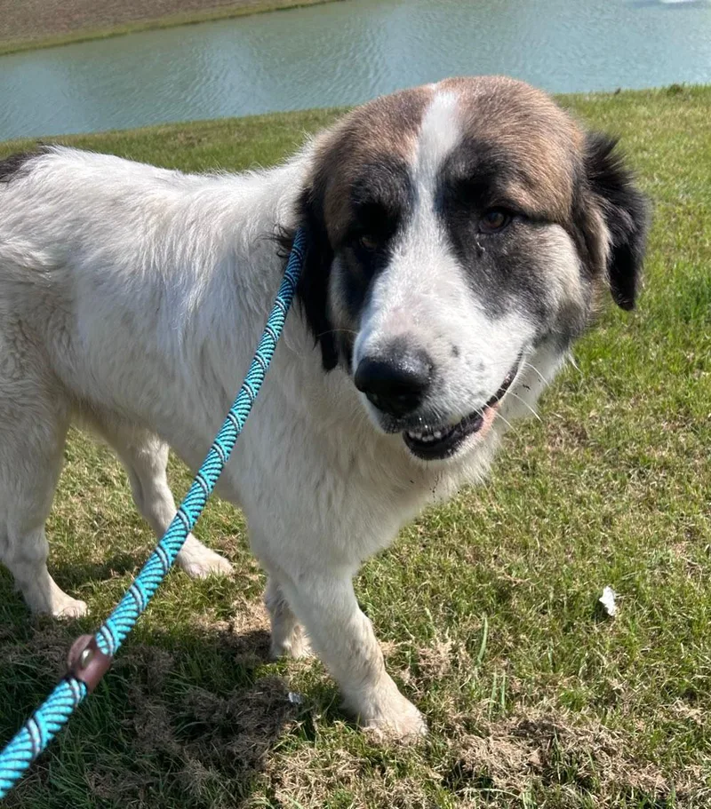 An adult large-sized male White / Cream Great Pyrenees dog named Pierre for adoption in PEARLAND, TX
