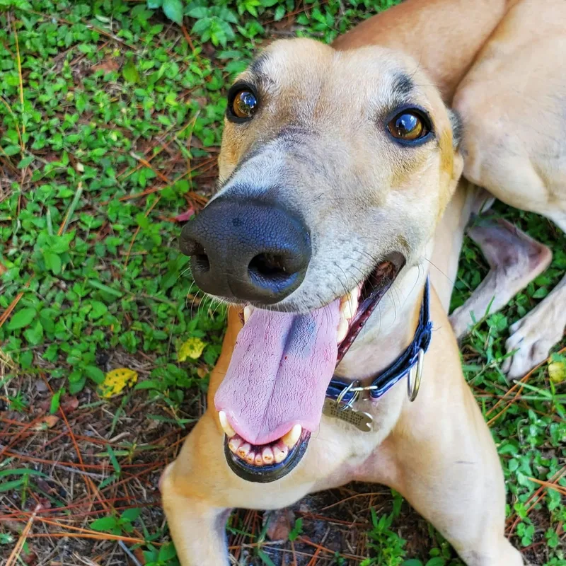 An adult large-sized male Greyhound dog named Hi Octane Only for adoption in North Port, FL