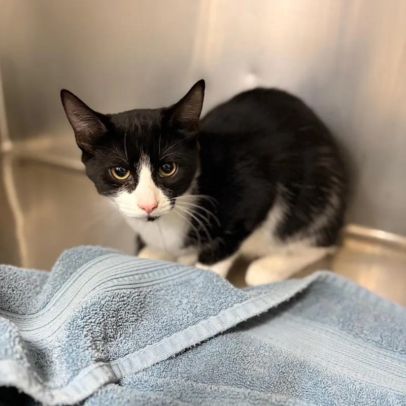 A baby small-sized female Domestic Short Hair cat named Sundae for adoption in Spokane, WA