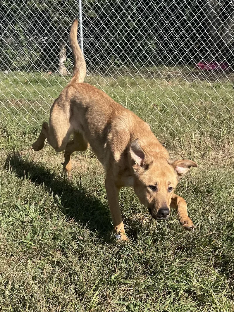 A young large-sized female Yellow / Tan / Blond / Fawn Mixed Breed dog named Droplet for adoption in Mishawaka, IN