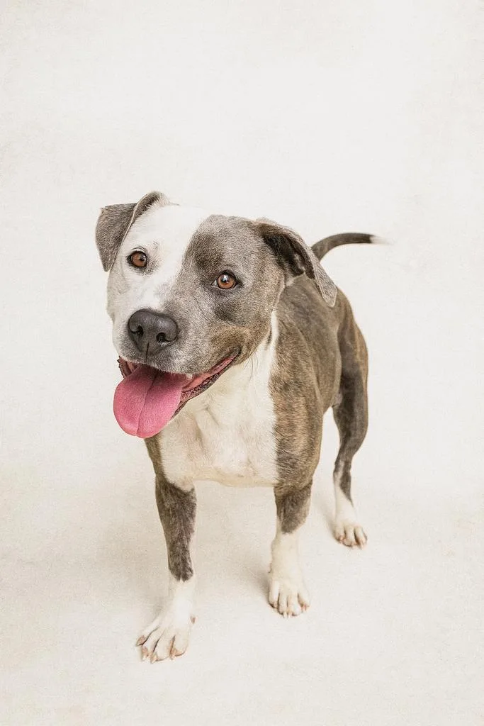 A young medium-sized female Mixed Breed dog named Opera for adoption in Florence, SC