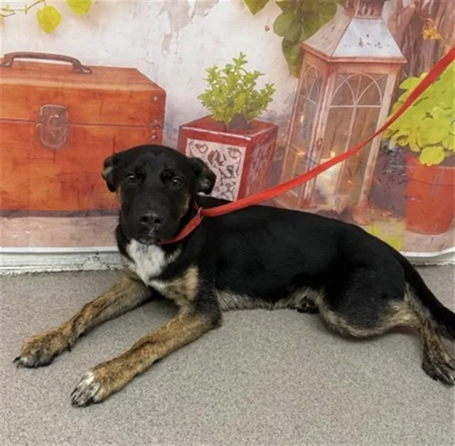 A young small-sized male Rottweiler dog named Andy for adoption in San Bernardino, CA