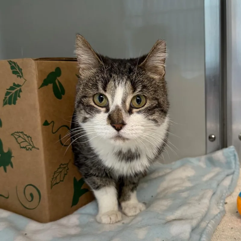 An adult medium-sized female Gray / Blue / Silver Domestic Short Hair cat named Lucy for adoption in Saint Charles, MO