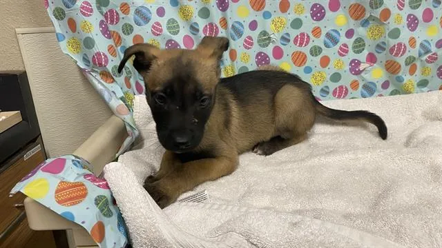 A baby small-sized male German Shepherd Dog dog named Niblet for adoption in Modesto, CA