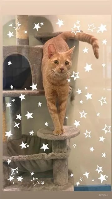 A young small-sized male Domestic Short Hair cat named Galaxy for adoption in Miami, FL