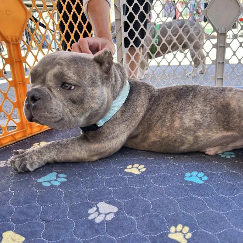 A young small-sized male American Bully dog named Griffey for adoption in Huber Heights, OH