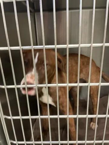 A young medium-sized female Mixed Breed dog named Dora for adoption in West Palm Beach, FL