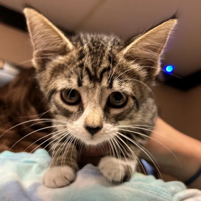A baby small-sized female Brown / Chocolate Domestic Short Hair cat named Lil Bo Peep for adoption in Newport, NC