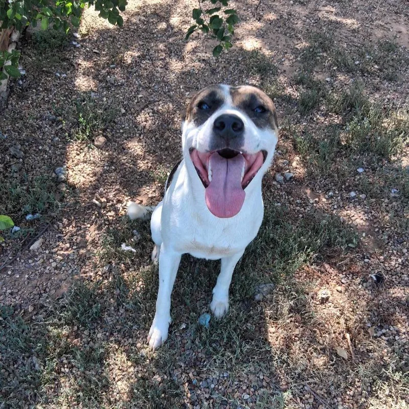 An adult medium-sized male Brown / Chocolate Mixed Breed dog named Goob for adoption in Duncan, OK