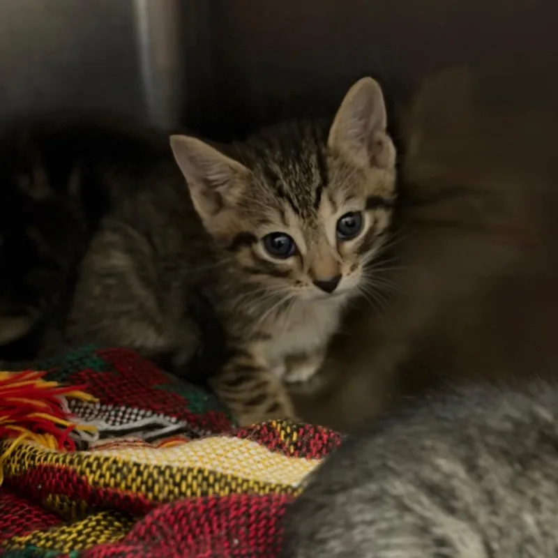 A baby small-sized female Black Domestic Short Hair cat named Ally for adoption in Fort Smith, AR