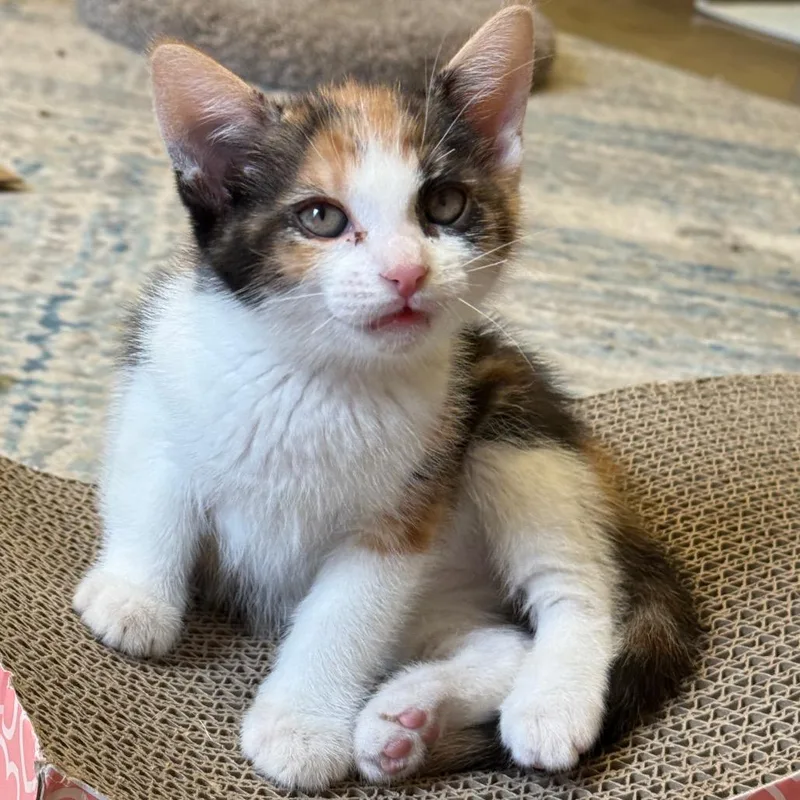 A baby small-sized female Black Domestic Short Hair cat named Pumpkin for adoption in Flagstaff, AZ