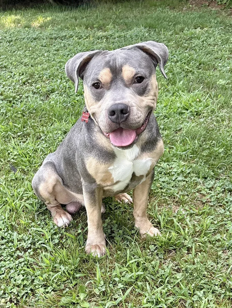 An adult medium-sized male Pit Bull Terrier dog named Chief for adoption in Spring Lake, NJ