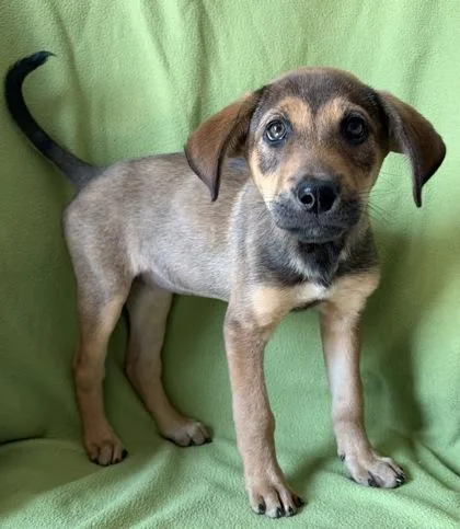 A young large-sized female German Shepherd Dog dog named Basil for adoption in Buffalo, MN