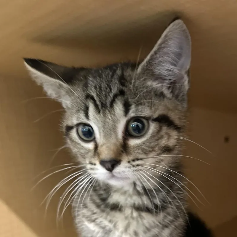 A baby small-sized male Brown / Chocolate Domestic Short Hair cat named This One for adoption in Washington Township, OH