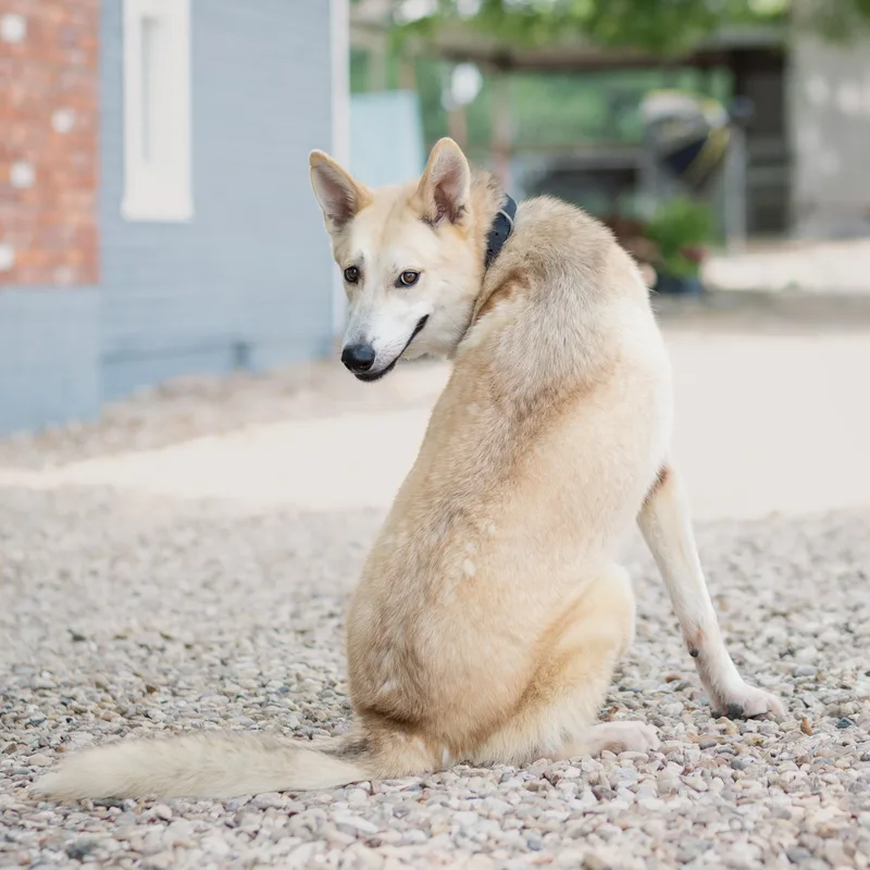Lobo Aka Yellowstone J thumbnail 2