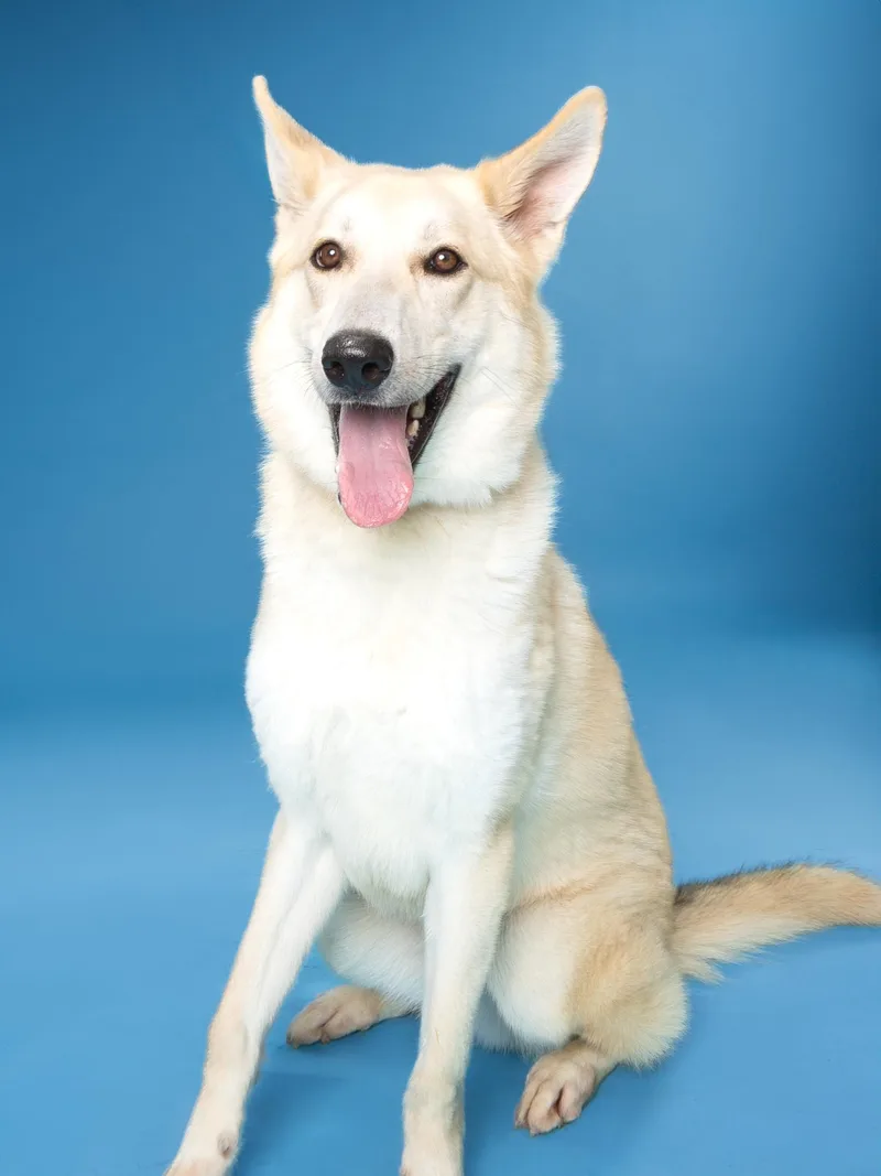 Lobo Aka Yellowstone J thumbnail 4