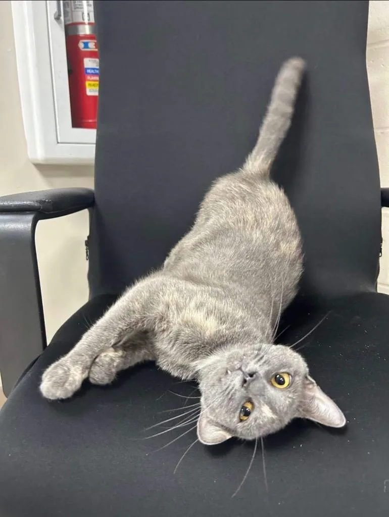 A young medium-sized female Domestic Short Hair cat named Katie for adoption in New Manchester, WV