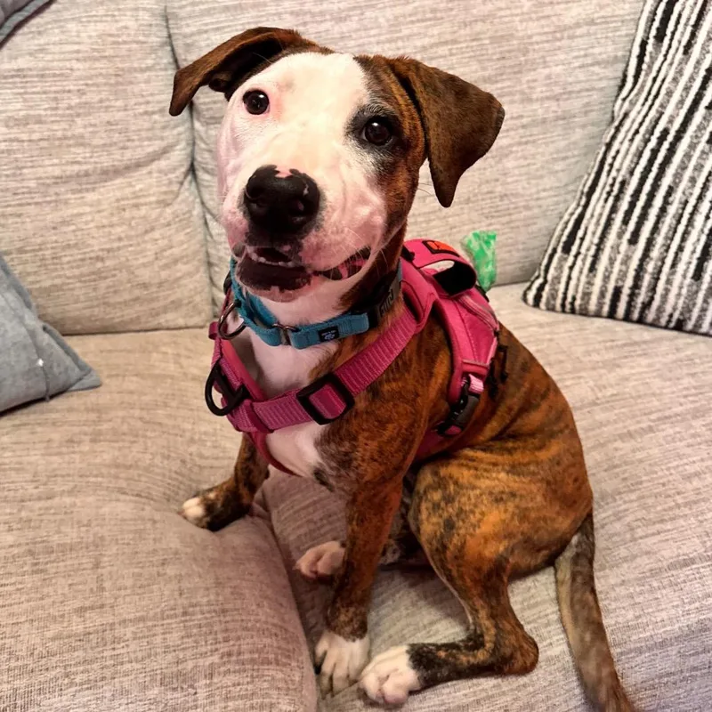 A young medium-sized female Brindle American Staffordshire Terrier dog named Pinta for adoption in Cumberland, RI
