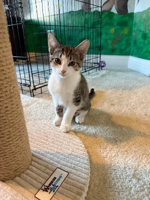 A baby medium-sized female Tabby (Brown / Chocolate) Domestic Short Hair cat named Hollywood for adoption in Mokena, IL