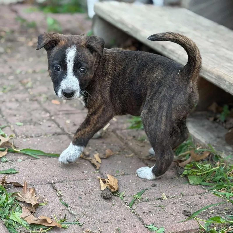A baby medium-sized female Brindle Australian Cattle Dog / Blue Heeler dog named Lainey for adoption in Dysart, IA