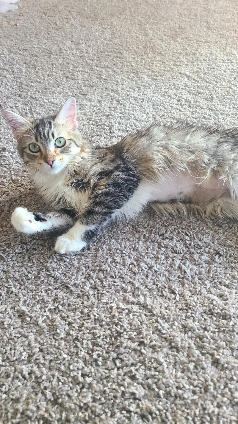 A young medium-sized female Domestic Medium Hair cat named Tangerine for adoption in Riverside, CA