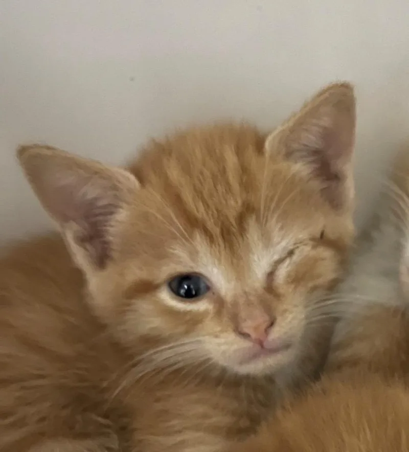 A baby small-sized male Domestic Short Hair cat named Phil for adoption in Henderson, NC