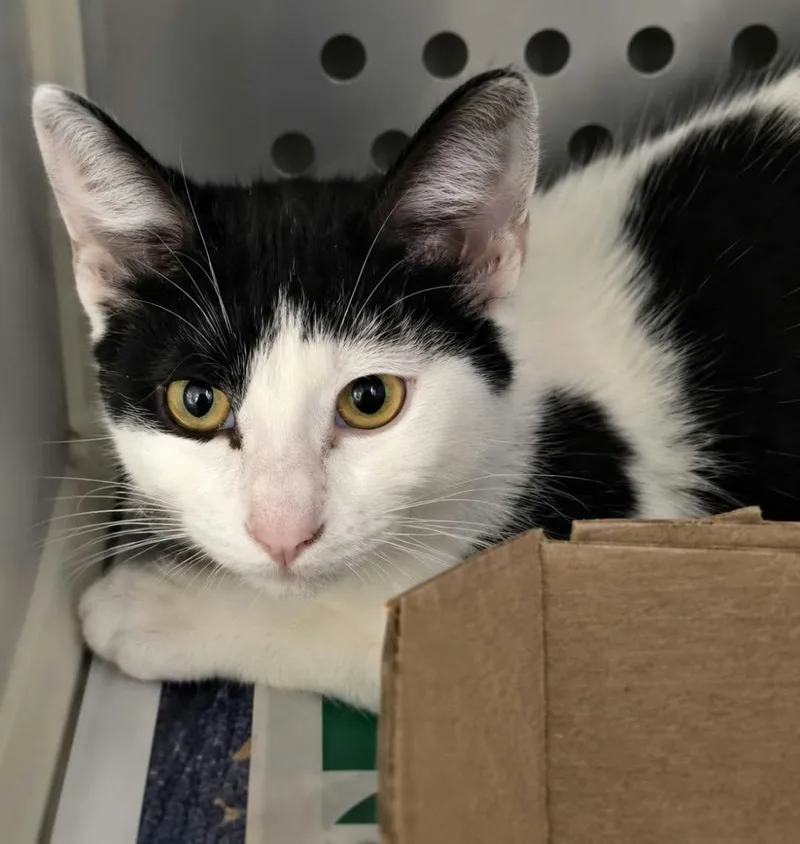 A baby medium-sized female White Domestic Short Hair cat named Emerson for adoption in Orange, VA