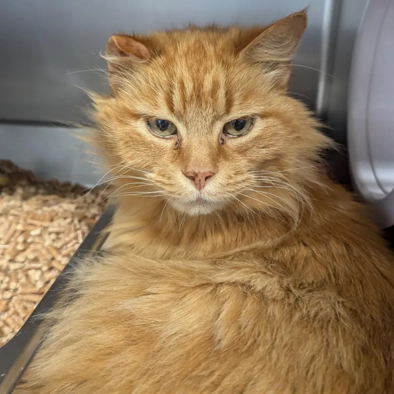 An adult medium-sized male Domestic Long Hair cat named Sweet Potato for adoption in Aberdeen, WA