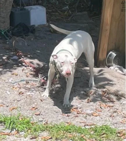 A young large-sized female Mixed Breed dog named Wanda for adoption in West Palm Beach, FL