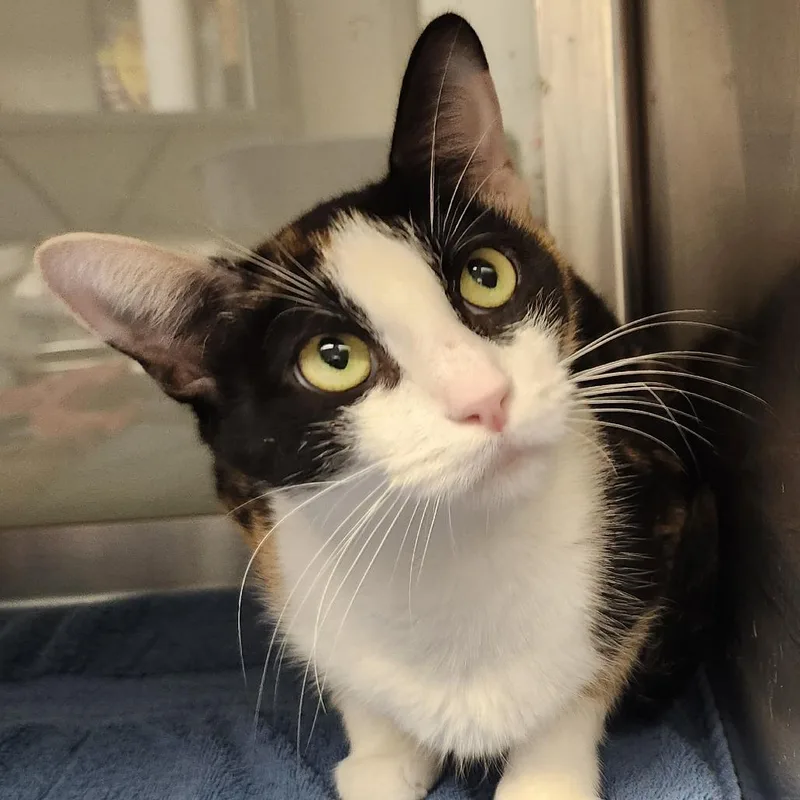 An adult medium-sized female Domestic Short Hair cat named Pizza for adoption in Columbia Station, OH