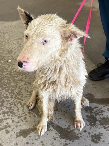 A young large-sized female Australian Shepherd dog named Piper for adoption in Riverside, CA