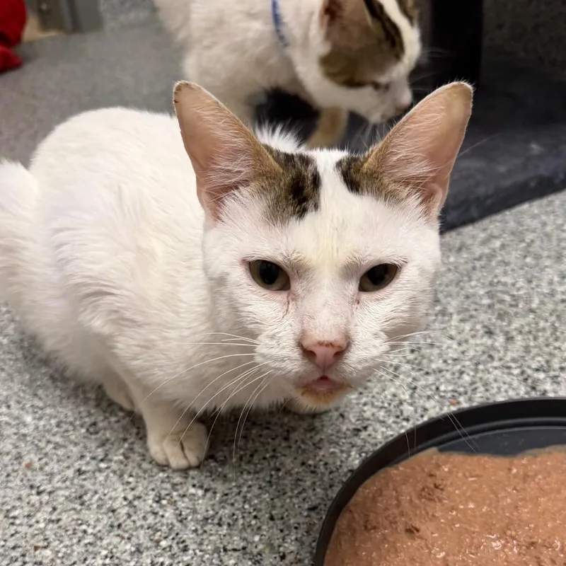 An adult medium-sized male White Turkish Van cat named Cappadocia for adoption in Wichita, KS