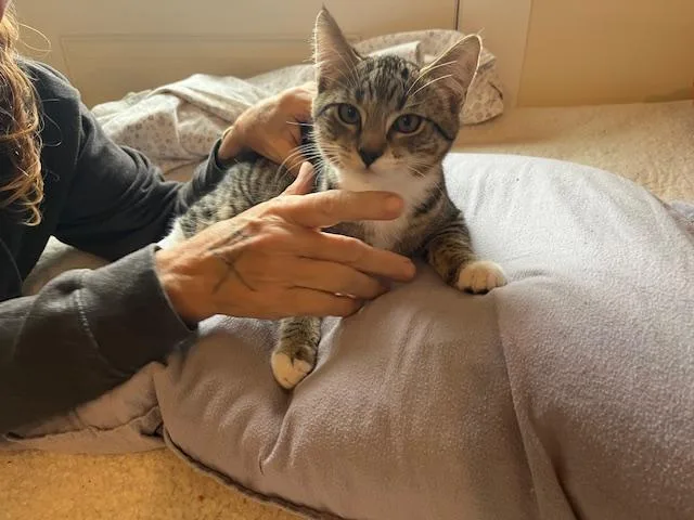 A baby medium-sized male Buff & White Tabby cat named Sterling a Love Bug for adoption in Eagle Point, OR