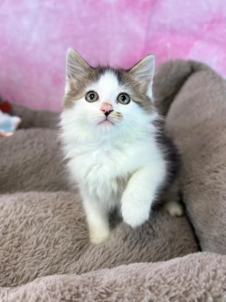 A baby medium-sized male Domestic Long Hair cat named Slime for adoption in Nacogdoches, TX