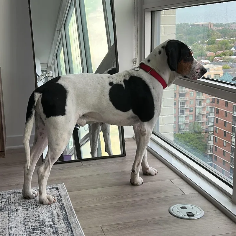 An adult large-sized male White / Cream Treeing Walker Coonhound dog named Blackjack Joe for adoption in Falls Church, VA