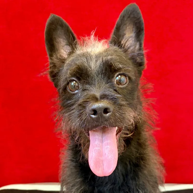 An adult small-sized male Black Terrier dog named Toto for adoption in Pekin, IL